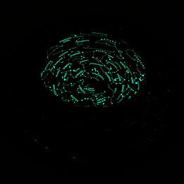 Philip's Glow-in-the-dark Planisphere (Classic 11.5")